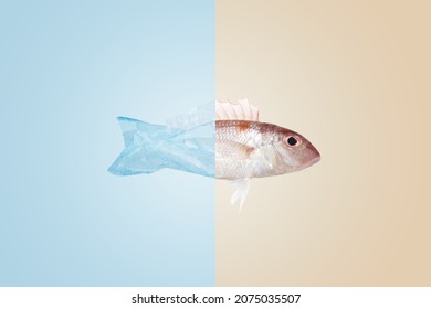 Fresh Fish With A Half Of Plastic Metaphor Micro Plastic Is Contamination In Organisms Of Marine Life. Pollution Of Plastic In Ocean And Open Sea.