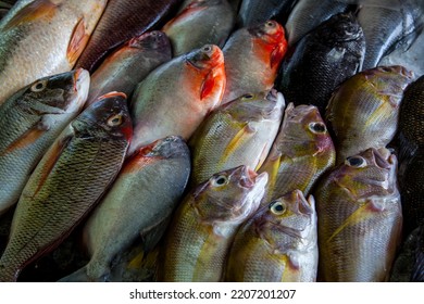 Fresh Fish At Kochi Beach In Kerala, India.