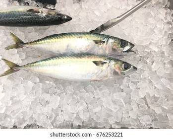 Fresh Fish  Mackerel Fish On Ice In Foam Box