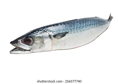 Fresh Fish Mackerel Tuna Saba On Stock Photo (Edit Now) 256577734
