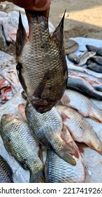 Fresh Fish In The Market, Hyderabad, INDIA