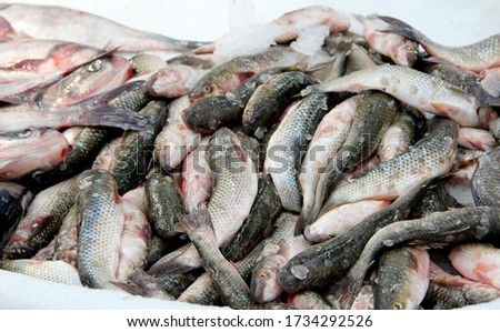 Fresh fish mullets are sold in supermarket. Mugil cephalus in pile in refrigerator. Fresh fish in shop. Food ingredients. Heap of fresh so-iuy mullet. Pile of haarder. redlip mullet in sale