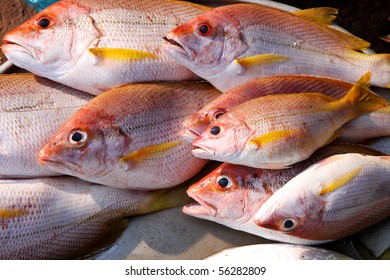Philippine Tropical Fish Mayamaya Red Snapper Stock Photo Edit Now