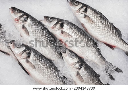 Fresh fish on ice background. Supermarket seafood shopping. Labrax fish background. Raw fish market. Healthy seafood dinner ideas.