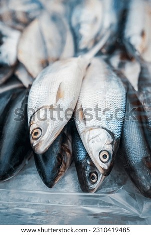 Fresh fish on ice. Sale of fresh frozen fish. Open showcases of seafood market. Fish store