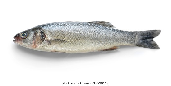 Fresh Fish On White Background