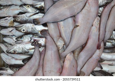 Fresh Fish For Sale At The Fish Market Located In SKHIRAT  MORROCO 

