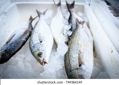 Fresh Fish Sarpa Salpa Or Salema Porgy On Ice In A Box Made Of Styrofoam At Supermarket For Sale.