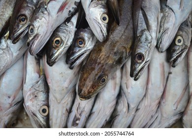 Fresh Fish For Selling In Market
Skhirat Morroco 