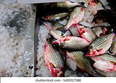 Fresh Fish, Striped Bass, On Ice In Boxes At An Open-air Fish Market. Fish Fresh. Organic. Farm To Table. Fish Monger. Sea. Ocean. Food. Raw. Natural. 
