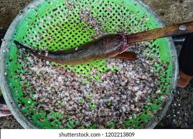 Fresh Fish In The Wet Market