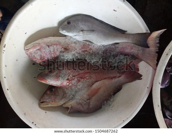 Fresh fish which sell in\
the fish market at Muara Angke Fish Market or Pasar Ikan Muara\
Angke Jakarta