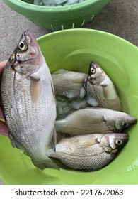 Fresh Fish, White Perch For Fish Fry