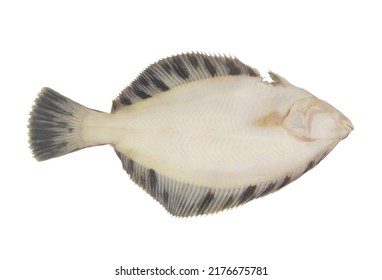 Fresh Flatfish Or Plaice Fish Isolated On White