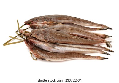 fresh flathead fish on white background