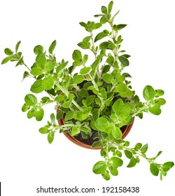 Fresh Flavoring Herbs Oregano In Brown Flower Pot Top View Isolated On White Background 