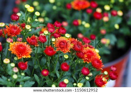 Fresh floral background with vibrant red and orange Chrysanthemum (Hardy Mums) flowers, vivid green foliage and blurred plants . 