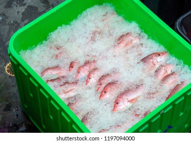 Fresh Florida Red Snapper Fish In Bright Green Plastic Box