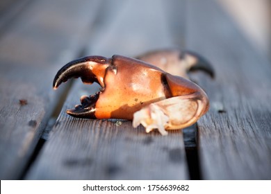 Fresh Florida Stone Crab Claw On A Dock 