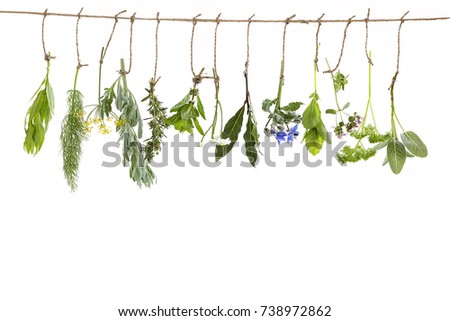 fresh flovouring and medicinal plants and herbs hanging on a string, on white backgroung