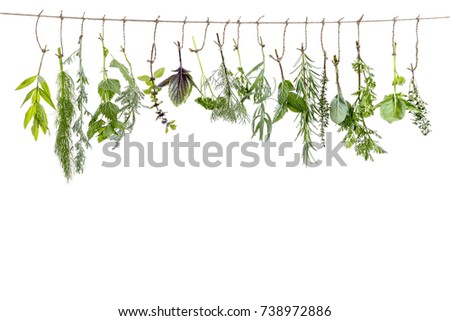 fresh flovouring and medicinal plants and herbs hanging on a string, on white backgroung