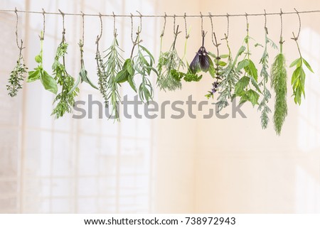 fresh flovouring and medicinal plants and herbs hanging on a string, on indoor backgroung