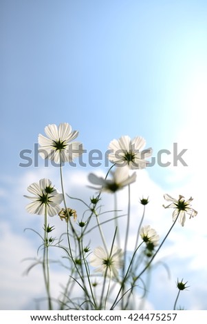 Similar – Image, Stock Photo let the sun shine …