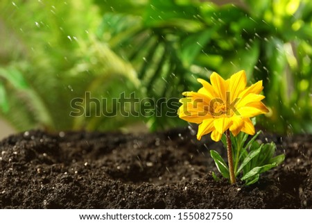 Fresh flower in fertile soil under rain, space for text