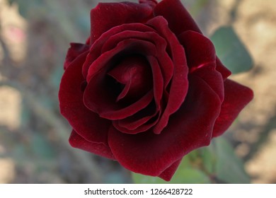 Fresh Flower Ghani Bagh Park Hayatabad Stock Photo 1266428722 ...