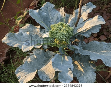 Fresh flowering Brassica oleracea var italica plant