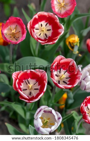 Fresh flowering tulips in springtime garden, beautiful early tulipa gesneriana flowers in bloom, various colors, bunch of romantic flowers