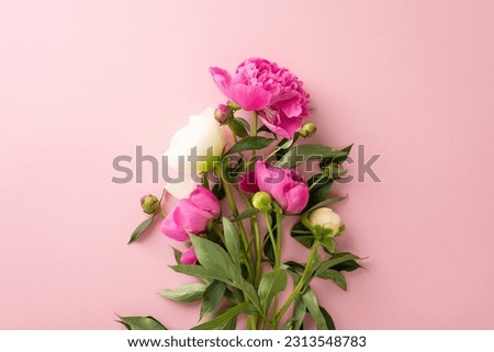Fresh flowers bouquet concept. High angle view photo of bunch of bright pink and white peony flowers and buds on isolated pastel pink background with copy-space