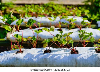 Fresh Flowers Growing From The Soil In A Bag.