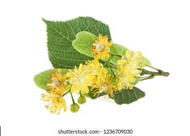 Fresh flowers and leaves of linden isolated on white background