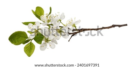 Fresh flowers and leaves of prunus tree isolated on white. Spring flowering.