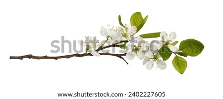 Fresh flowers and leaves of prunus tree isolated on white. Spring flowering.
