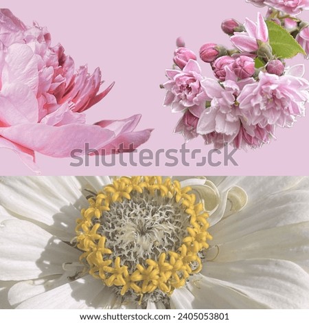A fresh flowers zinnia peony 