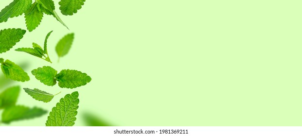 Menthe Verte Images Photos Et Images Vectorielles De Stock Shutterstock