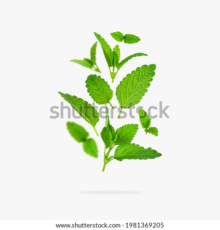 Fresh flying green mint leaves, lemon balm, melissa, peppermint isolated on light gray background flat lay. Mint leaf texture, pattern. Spearmint herbs. Tea ingredient. Ecology organic natural layout