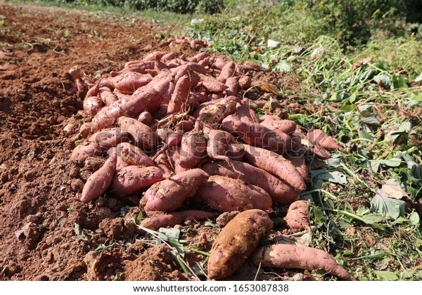 Fresh Food Sweet Potato Farming Stock Photo (Edit Now) 1653087838