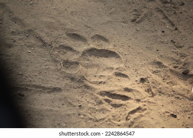 A fresh footmark of tiger captured in forest