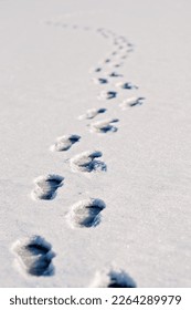Fresh footsteps, footprints, shoe prints or shoe marks in the shallow snow going forward or away. Snow is glittering and sparkling in the winter sun.