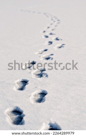 Fresh footsteps, footprints, shoe prints or shoe marks in the shallow snow going forward or away. Snow is glittering and sparkling in the winter sun.