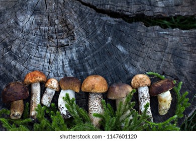 Fresh Forest Mushrooms On A Wooden Background.  Autumn Cep Mushrooms On Wood. Autumn Forest Fruit.  Picking Mushrooms. Autumn Forest. Autumn Inspiration. Vegetarian Diet Food. 