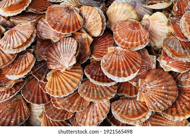 Fresh French Scallops On A Seafood Market At Dieppe France