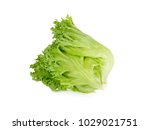 fresh Frillice Iceburg lettuce on white background