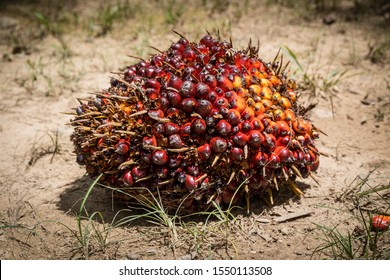 Fresh Fruit Bunch (FFB)  in a Palm Oil Plantation after cutting the fruits from the trees at Tenom, Sabah, Malaysia.