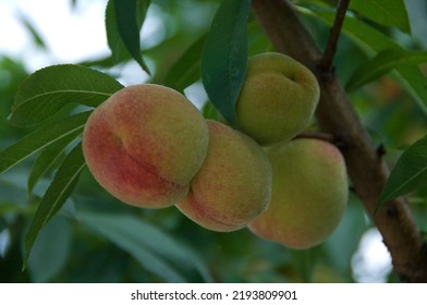 Fresh Fruit Growing In Peach Tree Orchard