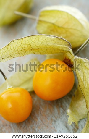 Similar – Physalis Frucht im Garten.