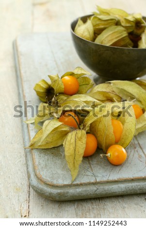 Physalis Frucht im Garten.